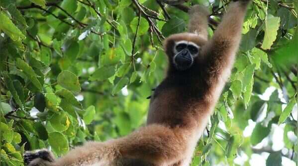 Hoolock gibbon and India’s only ape