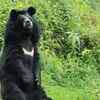 Asiatic black bear and its forest life