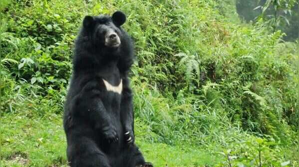 Asiatic black bear and its forest life