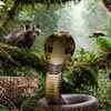 Article image for: 9 animals living in the wettest place on Earth: From a venomous snake and a creature that smells like popcorn