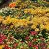 Keep plants healthy and avoid overcrowding