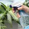 Pick off pests by hand or blast them with water