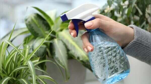 Pick off pests by hand or blast them with water