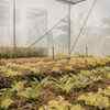Article image for: Use row covers or netting on vulnerable plants