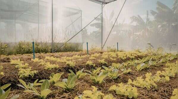 Use row covers or netting on vulnerable plants