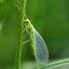 Encourage beneficial insects to do the work for you