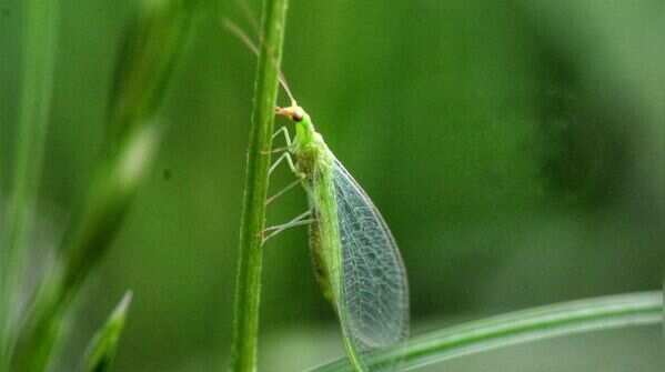 Encourage beneficial insects to do the work for you