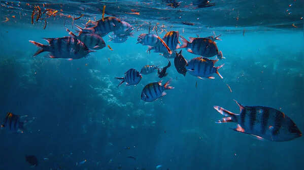 Painting of Fish in Flowing Water