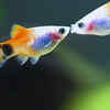 Pair of Fish Painting