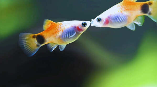 Pair of Fish Painting