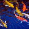 Nine Fish Painting (Ashta + One Black Fish)