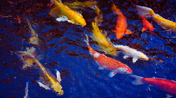 Nine Fish Painting (Ashta + One Black Fish)