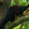 Article image for: Indian giant squirrel and its striking <i class="tbold">colours</i>