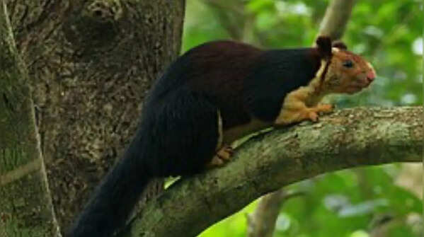 Indian giant squirrel and its striking colours