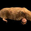 Star-nosed mole and its extraordinary nose