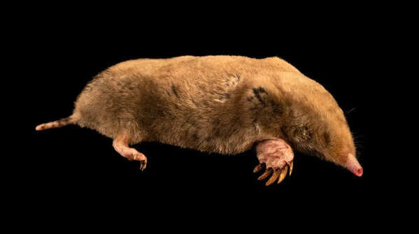 Star-nosed mole and its extraordinary nose