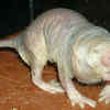 Naked mole-rat and its defiance of ageing