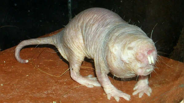 Naked mole-rat and its defiance of ageing