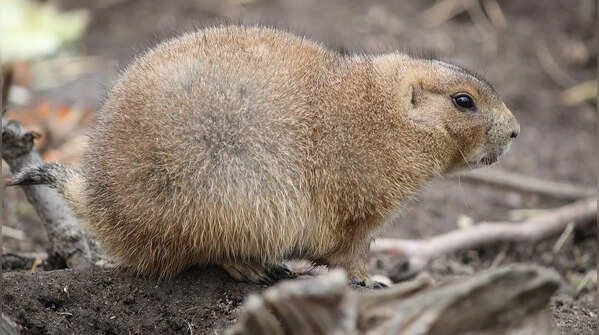 Gunnison’s prairie dog and its social behaviour