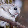 Ezo flying squirrel and its ability to glide
