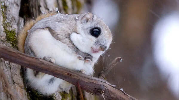 Ezo flying squirrel and its ability to glide