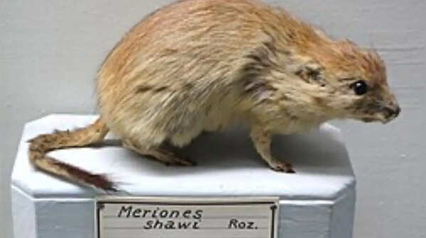 Shaw’s jird and its unusual mating behaviour