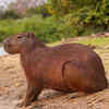 Capybara and its semi-aquatic lifestyle