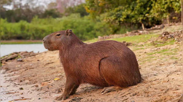Capybara and its semi-aquatic lifestyle
