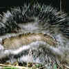 Article image for: Maned rat and the deadliest rat defence
