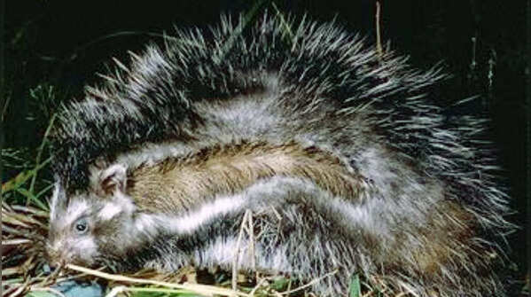 Maned rat and the deadliest rat defence
