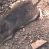 Southern grasshopper mouse and its hunting skills