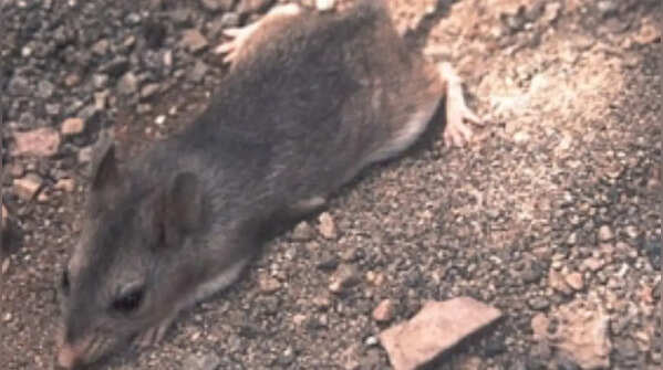 Southern grasshopper mouse and its hunting skills