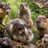 Article image for: World’s deadliest rat that can kill an elephant, and 8 other weird rodents that break every rule of nature