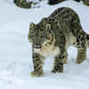 Its wildlife is rare, elusive, and highly adapted