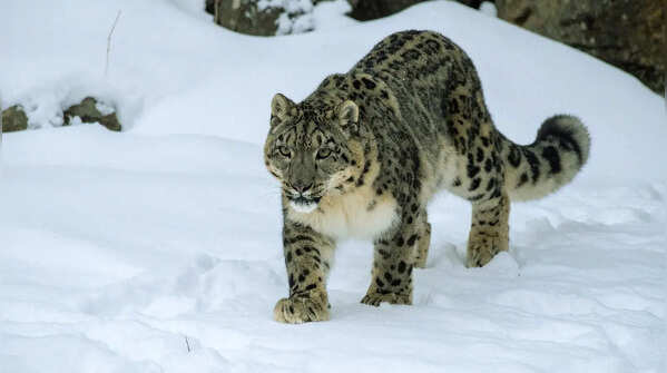Its wildlife is rare, elusive, and highly adapted
