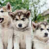 Article image for: Siberian Husky: 7 reasons why this <i class="tbold">dog</i> breed is good for children