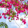 Bougainvillaea for effortless colour
