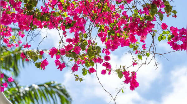 Bougainvillaea for effortless colour