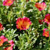 Portulaca for low-maintenance beauty