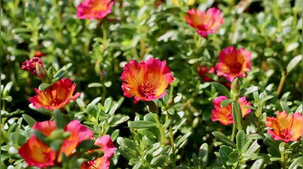 Portulaca for low-maintenance beauty