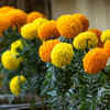 Marigold for easy summer blooms