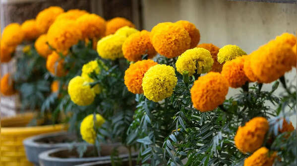 Marigold for easy summer blooms