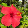Hibiscus for a tropical touch
