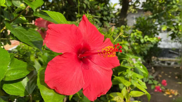 Hibiscus for a tropical touch