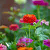 Zinnia for long-lasting colour