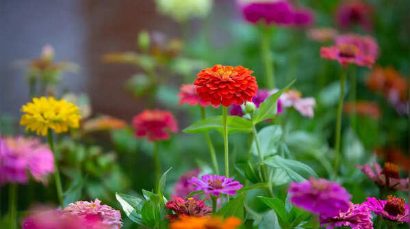 Zinnia for long-lasting colour