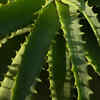 Aloe vera for practical benefits