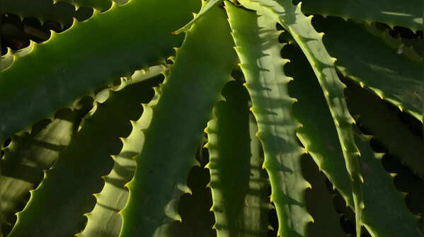 Aloe vera for practical benefits