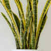 Snake plant for extreme resilience