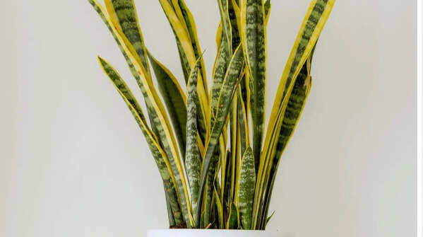 Snake plant for extreme resilience